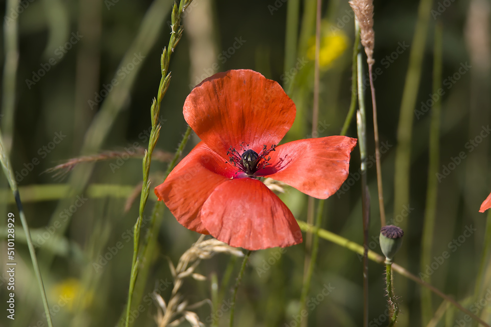 Fototapeta premium Moonblume