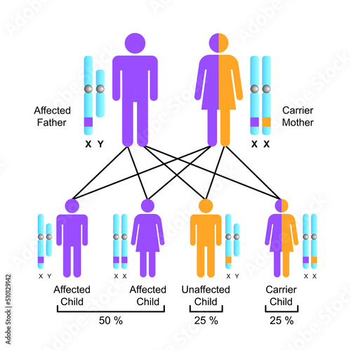 Scientific Designing of X-Linked Recessive Inheritance. Colorful Symbols. Vector Illustration. photo