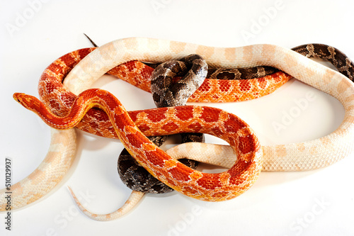 Snakes entangled in a ball. photo