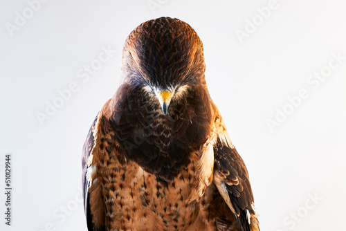 A hawk poses for a portrait.
