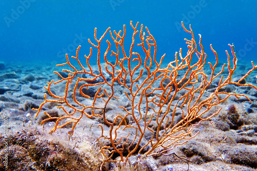 Yellow Mediterranean gorgonian coral - Eunicella cavolini                  photo