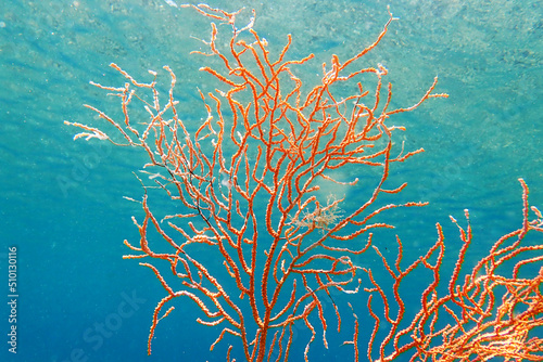 Yellow Mediterranean gorgonian coral - Eunicella cavolini 