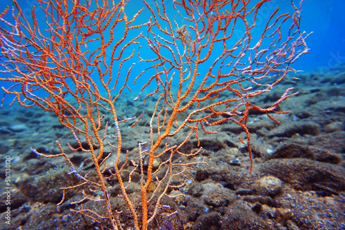 Yellow Mediterranean gorgonian coral - Eunicella cavolini 