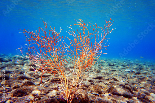 Yellow Mediterranean gorgonian coral - Eunicella cavolini 