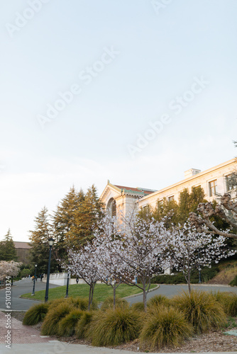 Cherry blossoms bloom at UC Berkeley