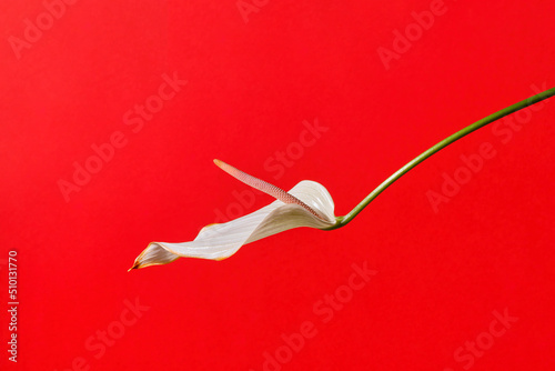 White anthurium flower isolated on red background photo