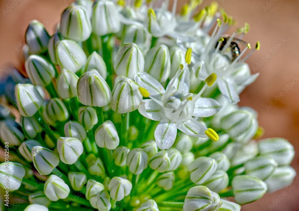 Flowers of the Allium Cepa, or common Garden Onion. Flowers of the Allium Cepa, or common Garden Onion.