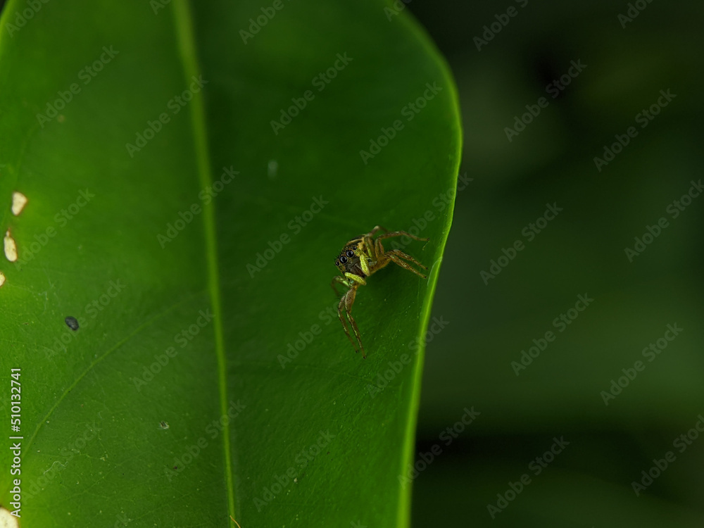 Cosmophasis is a genus of spiders in the family Salticidae. Cosmophasis is a genus of spiders in the family Salticidae.