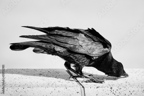 Crow