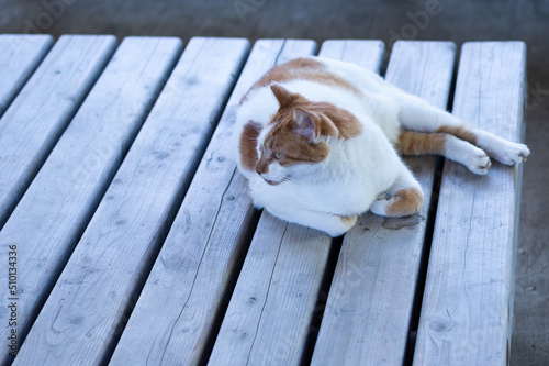 猫