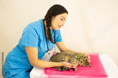 beautiful young female veterinarian in blue uniform and stethoscope checking up kitten in veterinary medical consultation