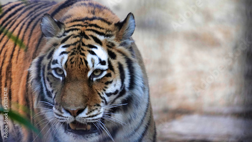 Fototapeta Naklejka Na Ścianę i Meble -  Siberian Tiger Amurtiger in Hanover Germany