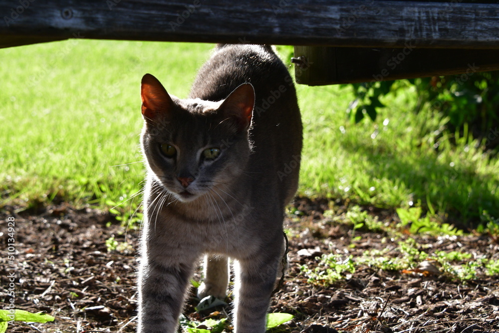 Obraz premium Gray Cat