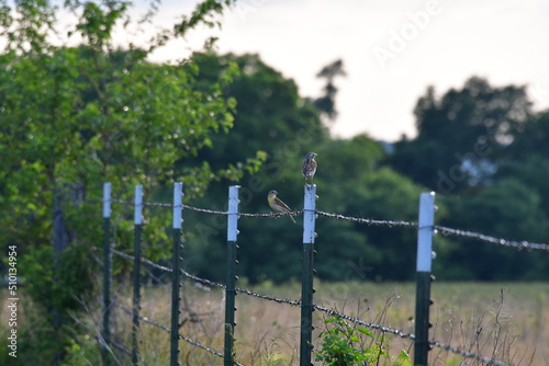Birds on a Barbed Wire Fence in a Farm Field