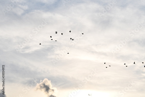Blackbirds Flying in a Sunny Cloudy Sky