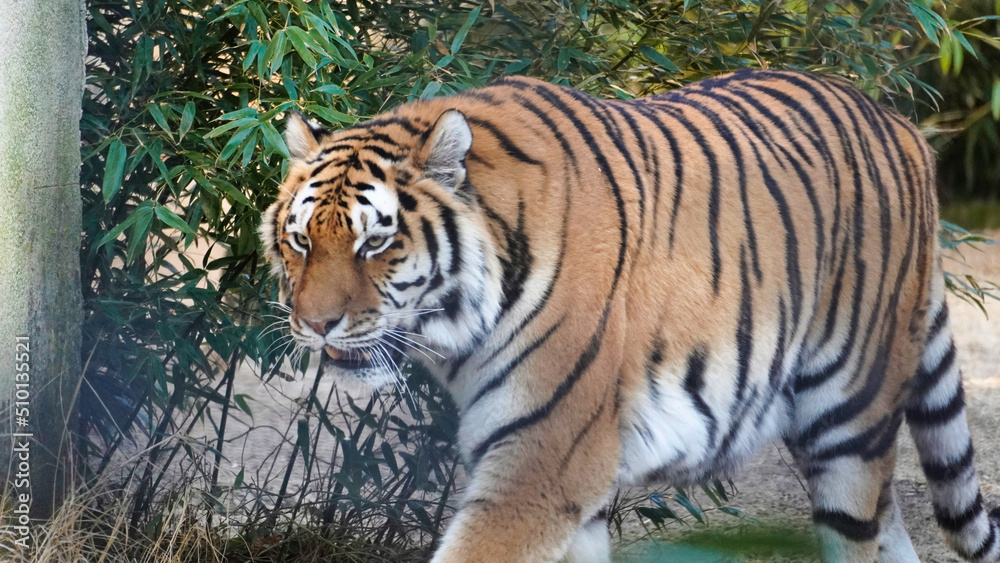 Siberian Tiger Amurtiger in Hanover Germany Siberian Tiger Amurtiger in Hanover Germany