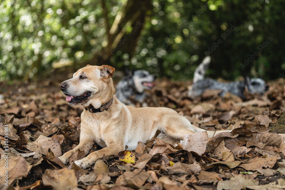 Dogs of different breeds resting in the forest Dogs of different breeds resting in the forest
