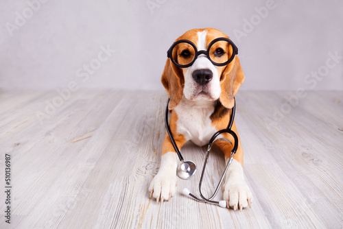 A beagle dog with glasses and a stethoscope. The animal looks like a doctor or a veterinarian. 