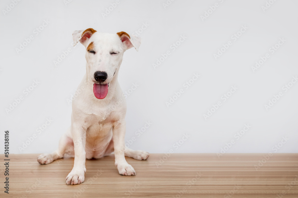 portrait Jack russel puppy dog on white isolated