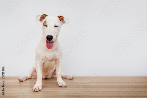 portrait Jack russel puppy dog on white isolated