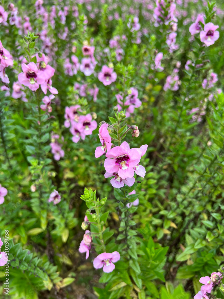 Beautiful purple flower meadow, flower field in the garden Beautiful purple flower meadow, flower field in the garden