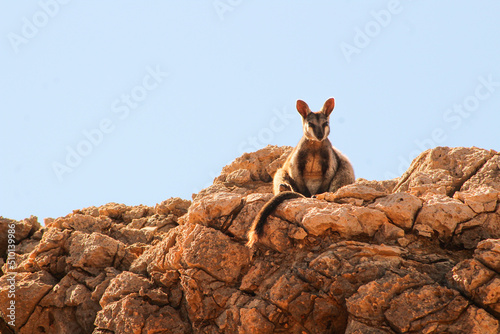 black footed kangaroo sit on a rock photo