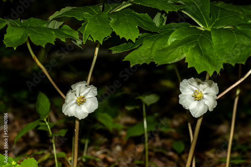 Mayapple (Podophyllum peltatum)
Mayapples are native plants that grow in large colonies. These plants have an edible fruit and the Native Americans had medicinal uses for parts of this plant  photo
