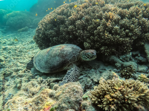 green turtle waiting next to a coral reef and coral with some yellow fish