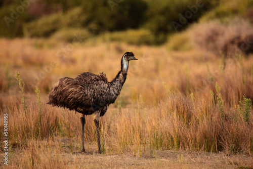 a lone Australian native Emu in native grasslands of Wilsons Promontory National Park, Victoria