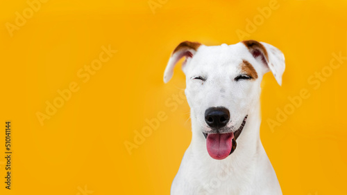 potrait happy face of Jack russel puppy dog on yellow background.