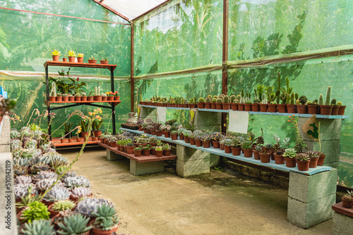 Cactus store space 