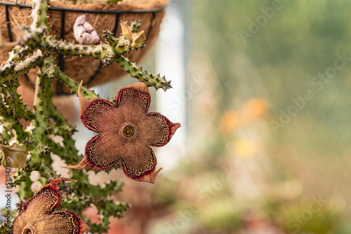 Carnivorous potted plant