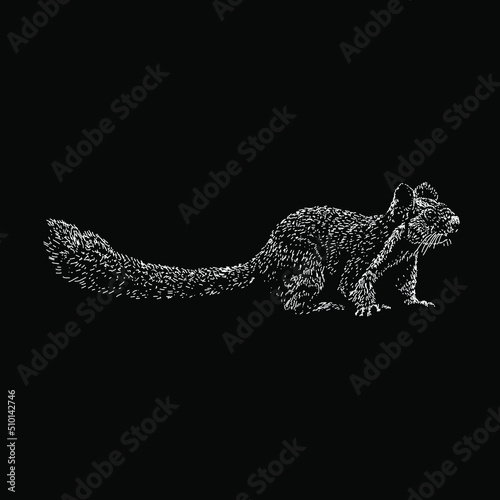 Indian Giant Squirrel hand drawing vector illustration isolated on black background