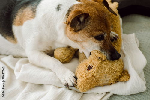 Small dog chewing on a soft line toy  photo