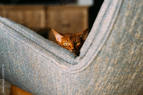 An Abyssinian cat in a chair. photo