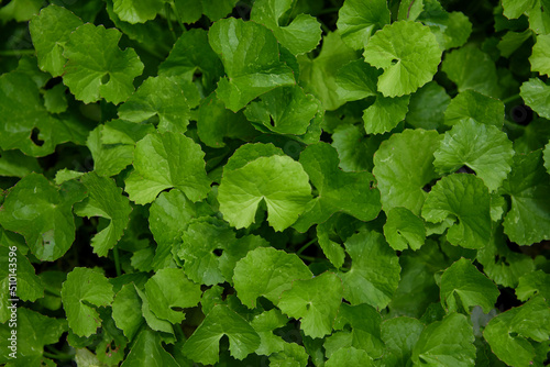 Green leaves of Centella asiatica in the garden