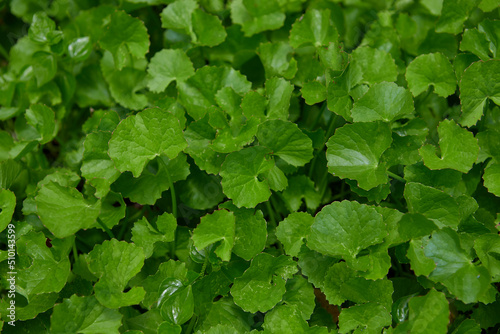 Green leaves of Centella asiatica in the garden