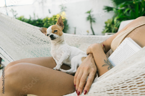 Portrait of a little chihuahua on a hammock