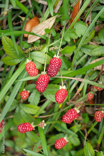 Blackberries Growing Wild photo