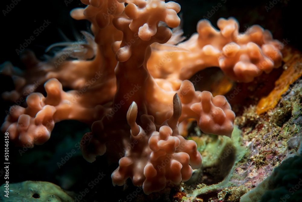 A nudibranch crawling up the reef A nudibranch crawling up the reef