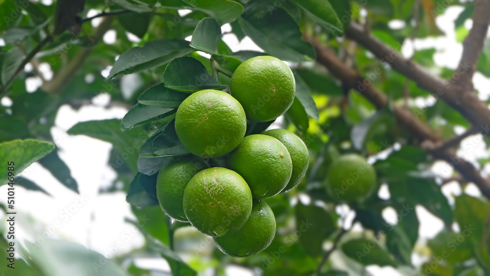 Bunch of fresh green limes hanging on tree with water drops.