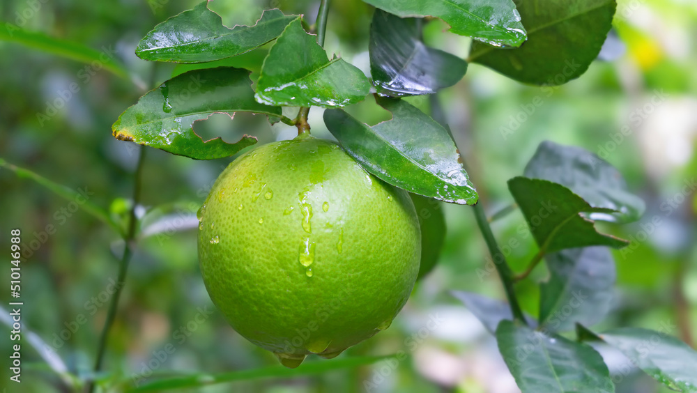 Green lime, Green lemon with water droplets hanging on tree