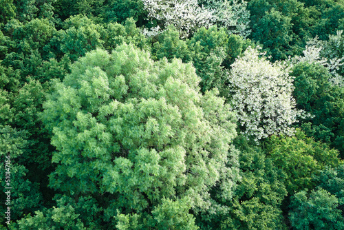 Aerial view of dark lush forest with blooming green trees canopies in spring
