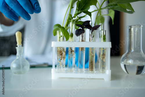 Quadro em tela cropped view of biochemist in latex gloves touching test tube with small plant,