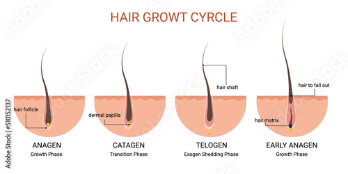 Hair growth cycle medical educational poster