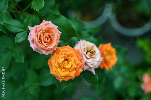 Colorful Rose Flowers blooming in Garden