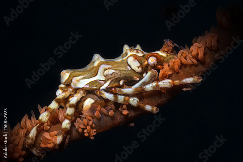Xenon crab found on black coral (Cirripathes) while scuba diving in Dauin, Philippines photo