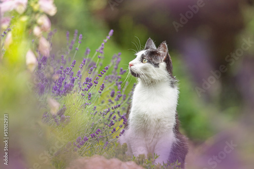Photography Portrait of a black and white tabby cat sitting in a garden between lavender flo