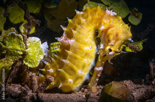 Hippocampus kuda, also known as the common seahorse, estuary seahorse, yellow seahorse or spotted seahorse. The common name sea pony has been used for this species under its synonym Hippocampus fuscus photo