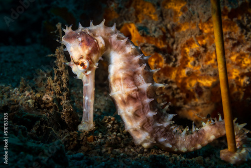 Hippocampus kuda  also known as the common seahorse  estuary seahorse  yellow seahorse or spotted seahorse. The common name sea pony has been used for this species under its synonym Hippocampus fuscus
